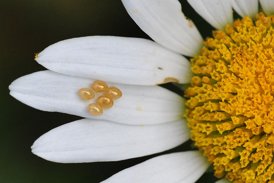 La vita in un fiore